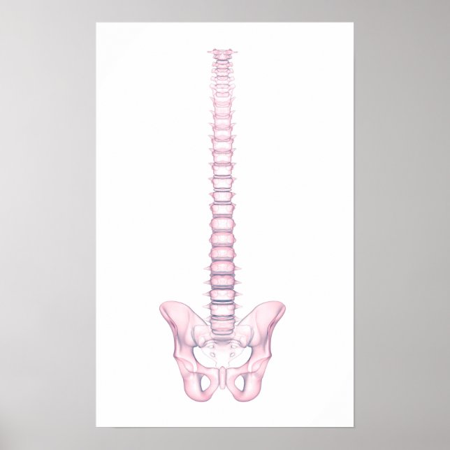 Konceptuell bild av humant ryggben 2 poster (Framsidan)