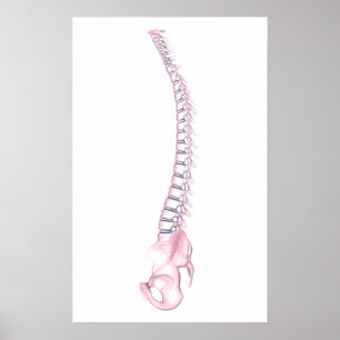 Konceptuell bild av humant ryggben 3 poster
