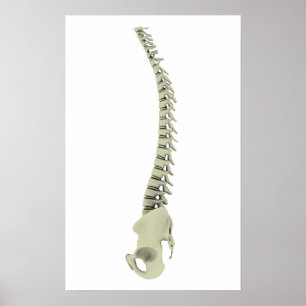 Konceptuell bild av humant ryggben 7 poster