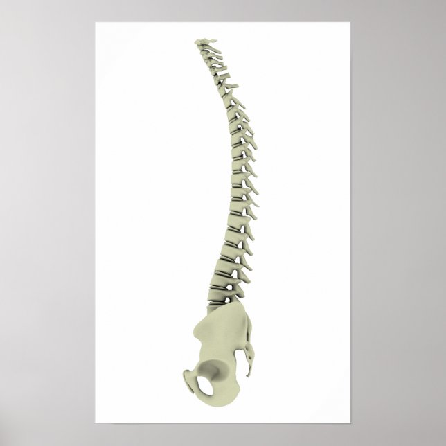 Konceptuell bild av humant ryggben 7 poster (Framsidan)