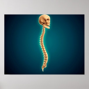 Konceptuell bild av humant skal och ryggmärg 1 poster