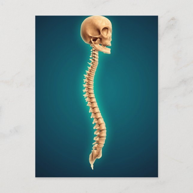 Konceptuell bild av humant skal och ryggmärg 1 vykort (Framsida)