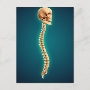 Konceptuell bild av humant skal och ryggmärg 1 vykort