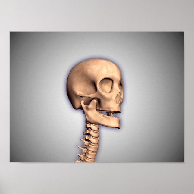 Konceptuell bild av humant skal och ryggmärg 2 poster (Framsidan)