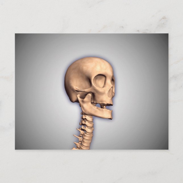 Konceptuell bild av humant skal och ryggmärg 2 vykort (Framsida)