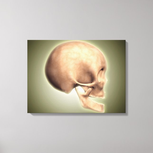 Konceptuell bild av humant skal, sidvy (Framsida)
