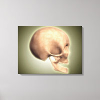 Konceptuell bild av humant skal, sidvy