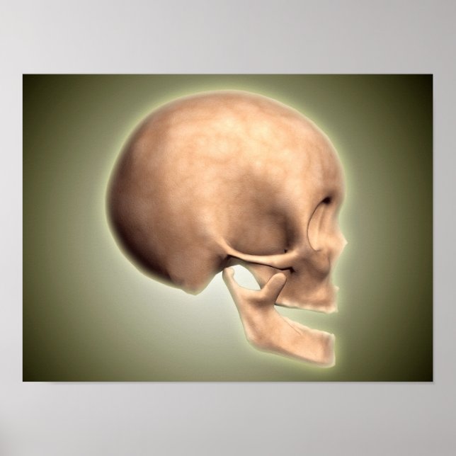 Konceptuell bild av humant skal, sidvy poster (Framsidan)