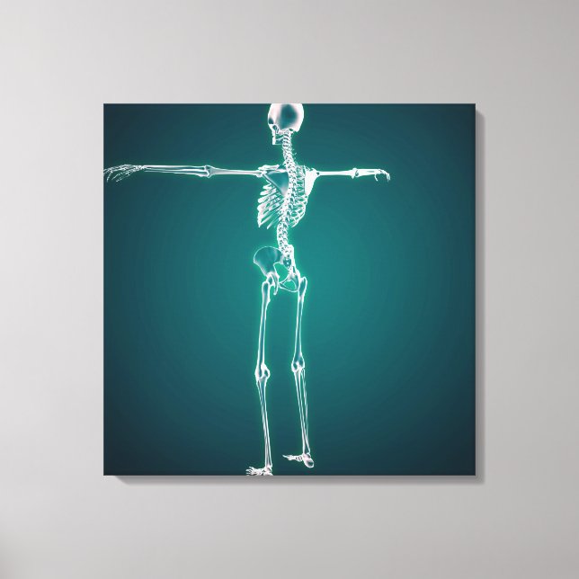Konceptuell bild av humant skelettsystem (Framsida)