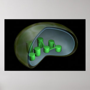 Konceptuell bild av klorplast 1 poster