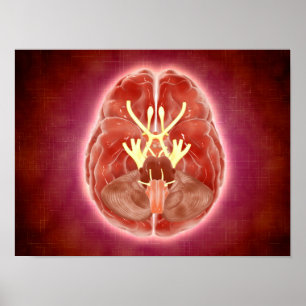 Konceptuell bild av kraniella nervsystem i hjärnan poster