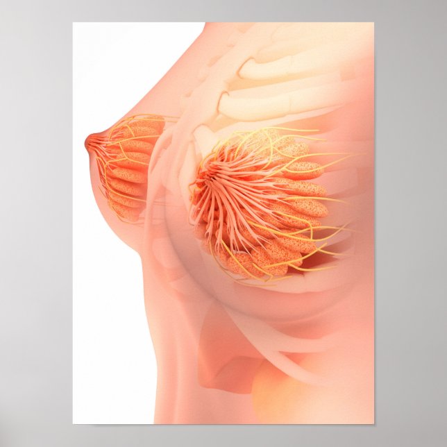 Konceptuell bild av kvinnlig bröstanatomi 1 poster (Framsidan)