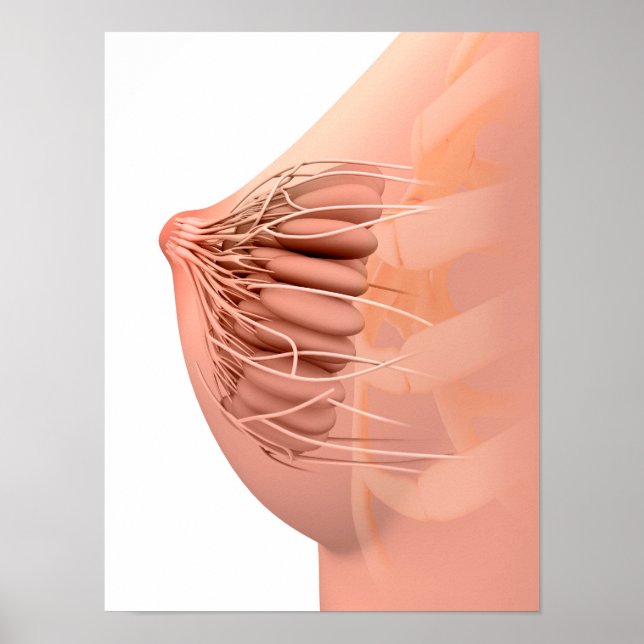 Konceptuell bild av kvinnlig bröstanatomi 2 poster (Framsidan)