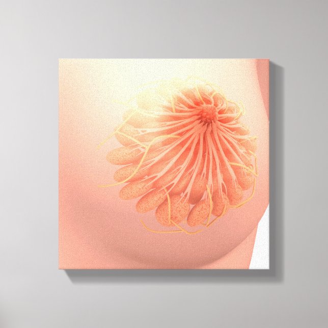 Konceptuell bild av kvinnlig bröstanatomi 3 (Framsida)