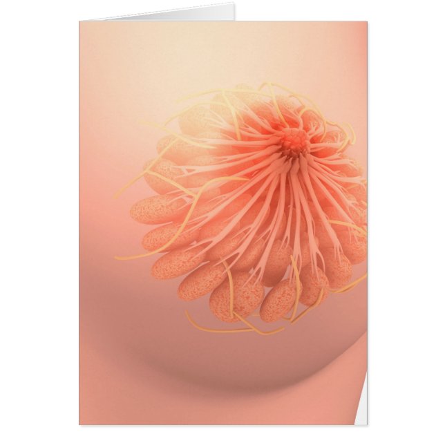 Konceptuell bild av kvinnlig bröstanatomi 3 hälsningskort (Framsidan)