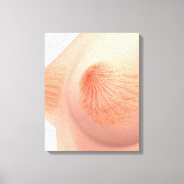 Konceptuell bild av kvinnlig bröstanatomi 4 (Framsida)