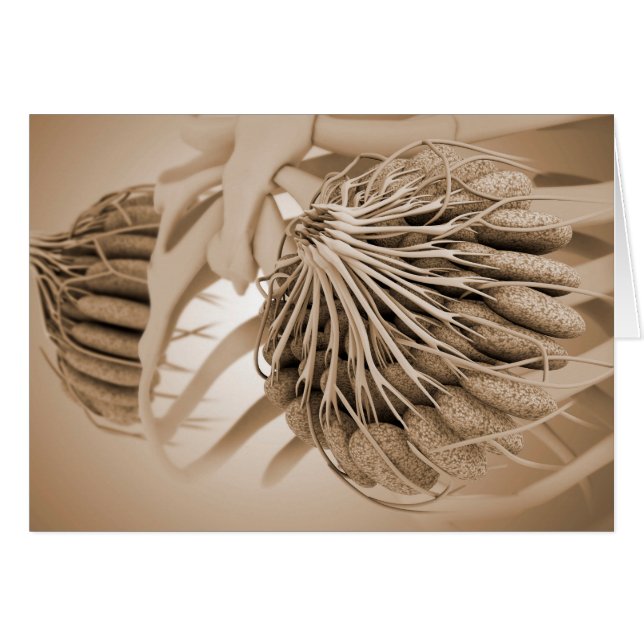 Konceptuell bild av kvinnlig bröstanatomi 5 hälsningskort (Framsidan Horizontal)