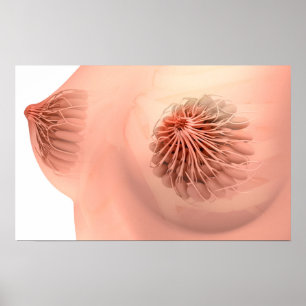 Konceptuell bild av kvinnlig bröstanatomi 6 poster