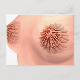 Konceptuell bild av kvinnlig bröstanatomi 6 vykort