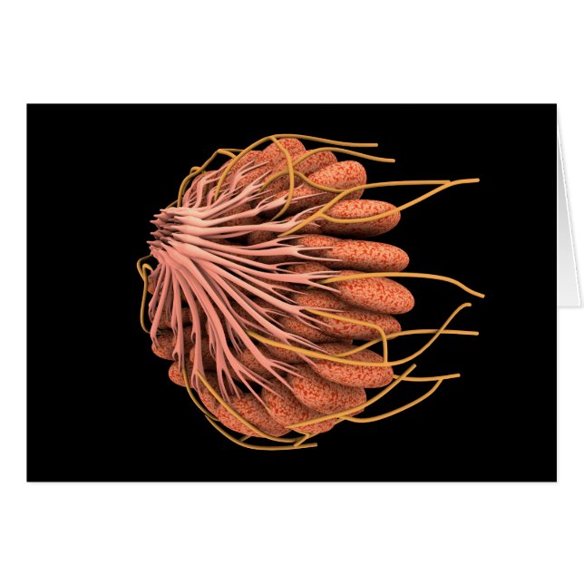 Konceptuell bild av kvinnlig bröstanatomi hälsningskort (Framsidan Horizontal)