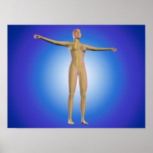 Konceptuell bild av kvinnligt nervsystem poster