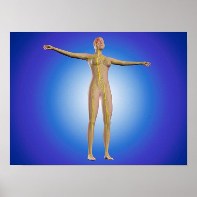 Konceptuell bild av kvinnligt nervsystem poster (Framsidan)