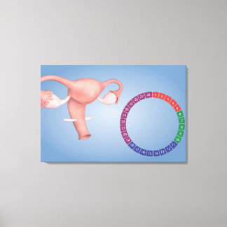 Konceptuell bild av kvinnligt reproduktivt organ 3