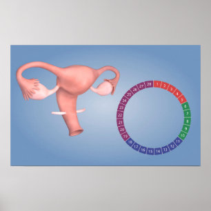 Konceptuell bild av kvinnligt reproduktivt organ 3 poster
