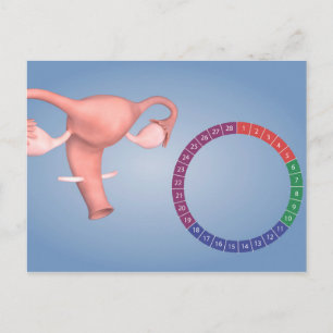 Konceptuell bild av kvinnligt reproduktivt organ 3 vykort