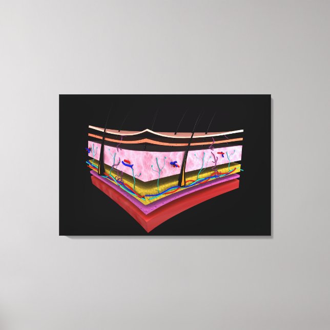 Konceptuell bild av Lagrarna på humant hud 1 (Framsida)