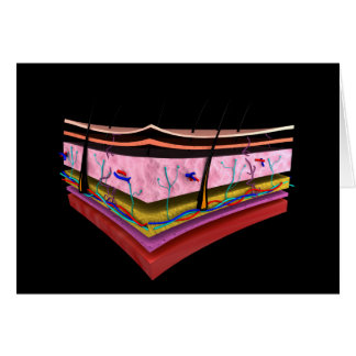 Konceptuell bild av Lagrarna på humant hud 1 Hälsningskort