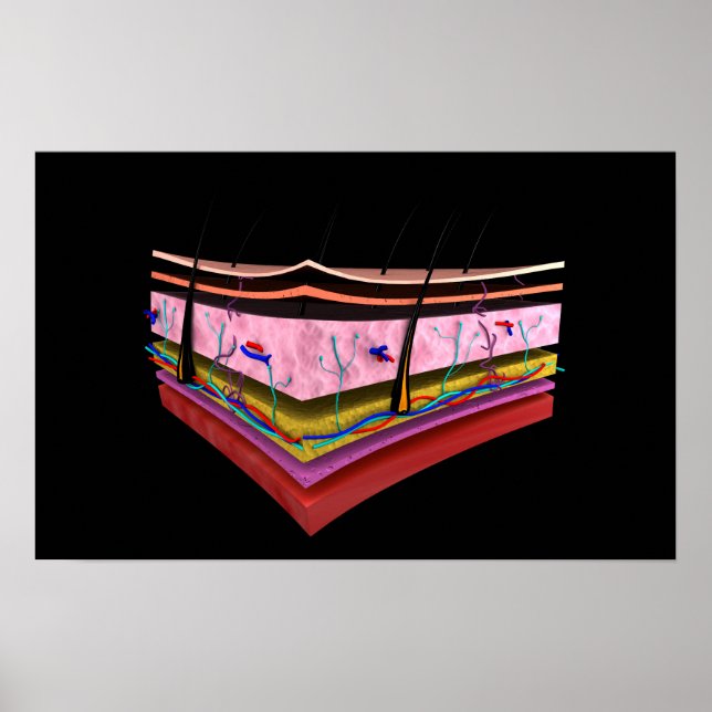 Konceptuell bild av Lagrarna på humant hud 1 Poster (Framsidan)