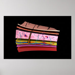 Konceptuell bild av Lagrarna på humant hud 2 Poster