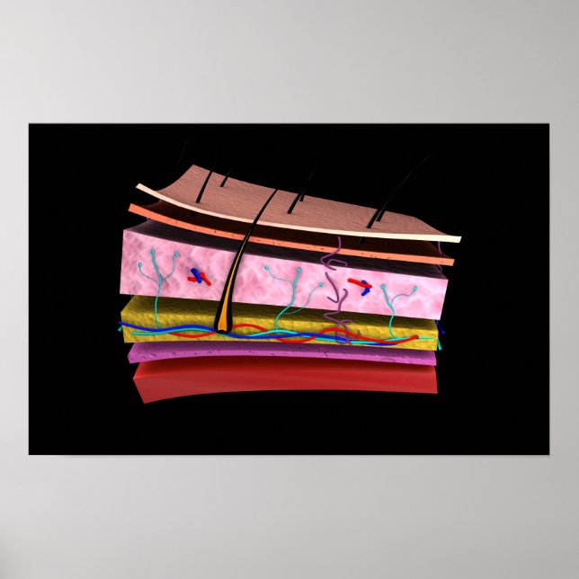 Konceptuell bild av Lagrarna på humant hud 2 Poster (Framsidan)