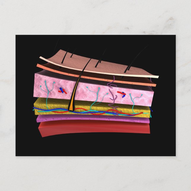 Konceptuell bild av Lagrarna på humant hud 2 Vykort (Framsida)