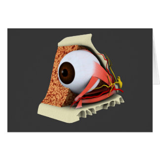 Konceptuell bild av mänskligt Öga-anatomi 1 Hälsningskort