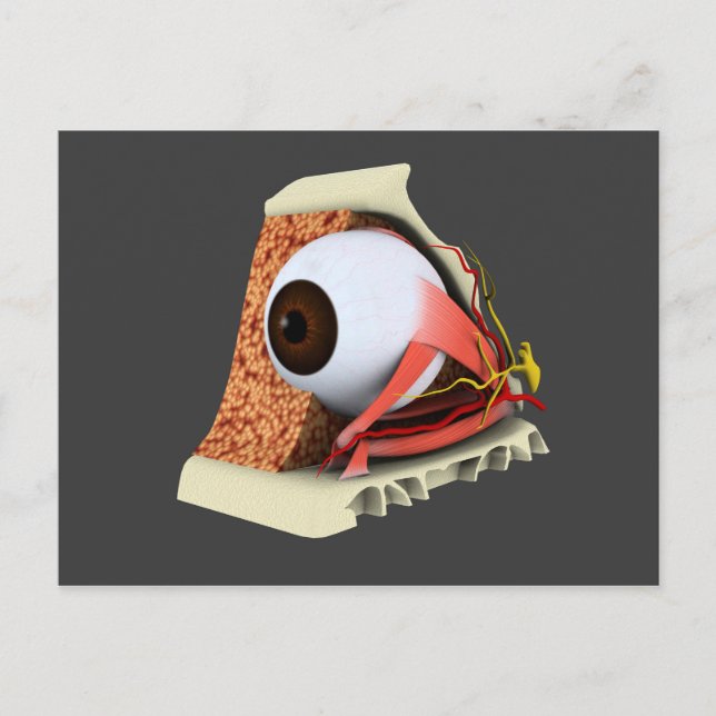 Konceptuell bild av mänskligt Öga-anatomi 1 Vykort (Framsida)