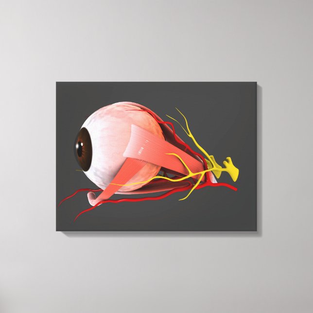 Konceptuell bild av mänskligt Öga-anatomi 2 (Framsida)