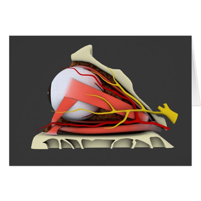 Konceptuell bild av mänskligt Öga-anatomi 3 Hälsningskort (Framsidan Horizontal)