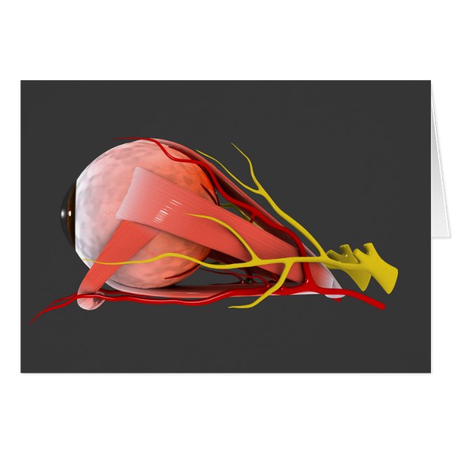 Konceptuell bild av mänskligt Öga-anatomi 4 Hälsningskort (Framsidan Horizontal)