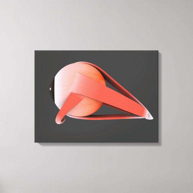 Konceptuell bild av mänskligt Öga-anatomi 7 (Framsida)