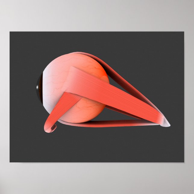 Konceptuell bild av mänskligt Öga-anatomi 7 Poster (Framsidan)