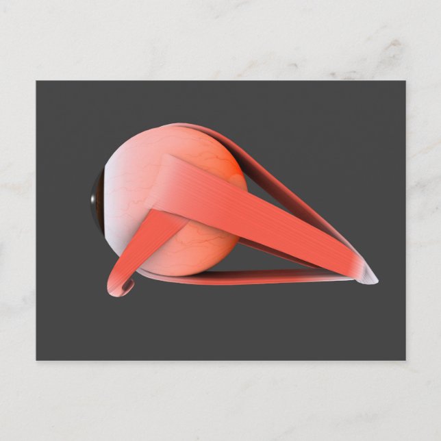 Konceptuell bild av mänskligt Öga-anatomi 7 Vykort (Framsida)