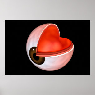 Konceptuell bild av mänskligt Öga-anatomi 8 Poster