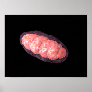 Konceptuell bild av Mitochondria 2 Poster