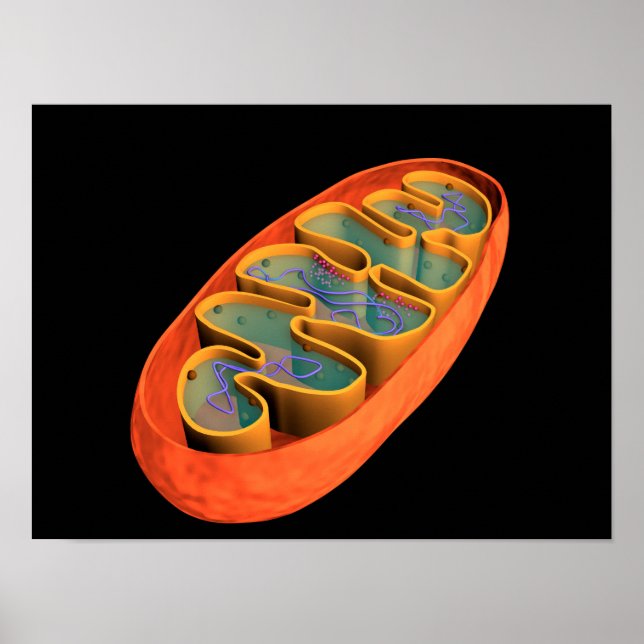 Konceptuell bild av Mitochondria 3 Poster (Framsidan)