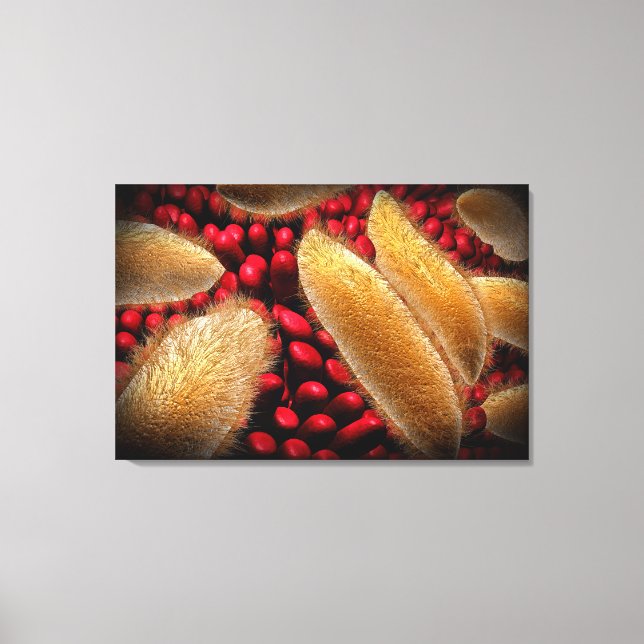 Konceptuell bild av paramecium 1 (Framsida)