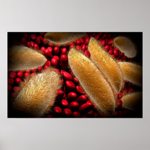 Konceptuell bild av paramecium 1 poster