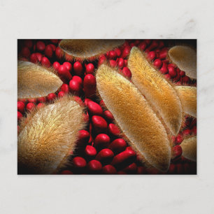 Konceptuell bild av paramecium 1 vykort