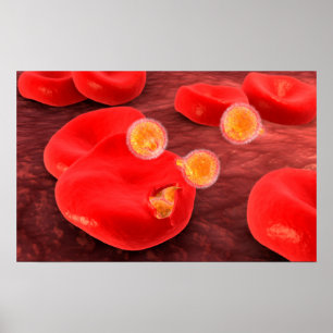 Konceptuell bild av paramecium 2 poster